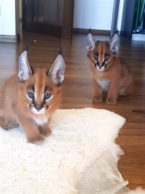 sauvage caracal cattery|caracal cats for sale.